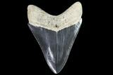 Serrated, Fossil Megalodon Tooth - Georgia #104982-2